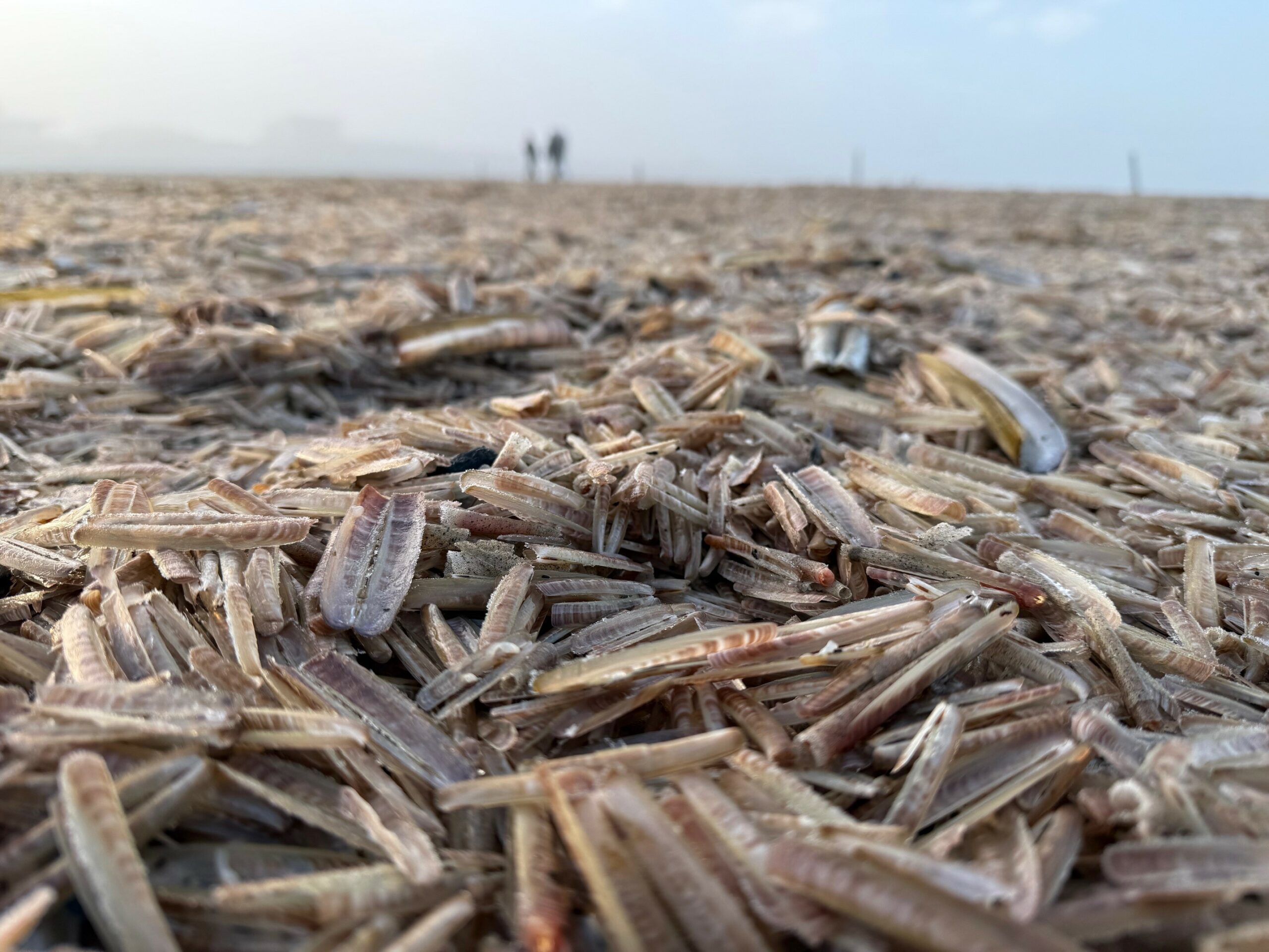 Am Nordstrand der ostfriesischen Insel Norderney liegen tote Schwertmuscheln. Massensterben von Amerikanischen Schwertmuscheln im Wattenmeer geht oft mit niedrigen Wassertemperaturen meist Ende Januar bis Februar einher.