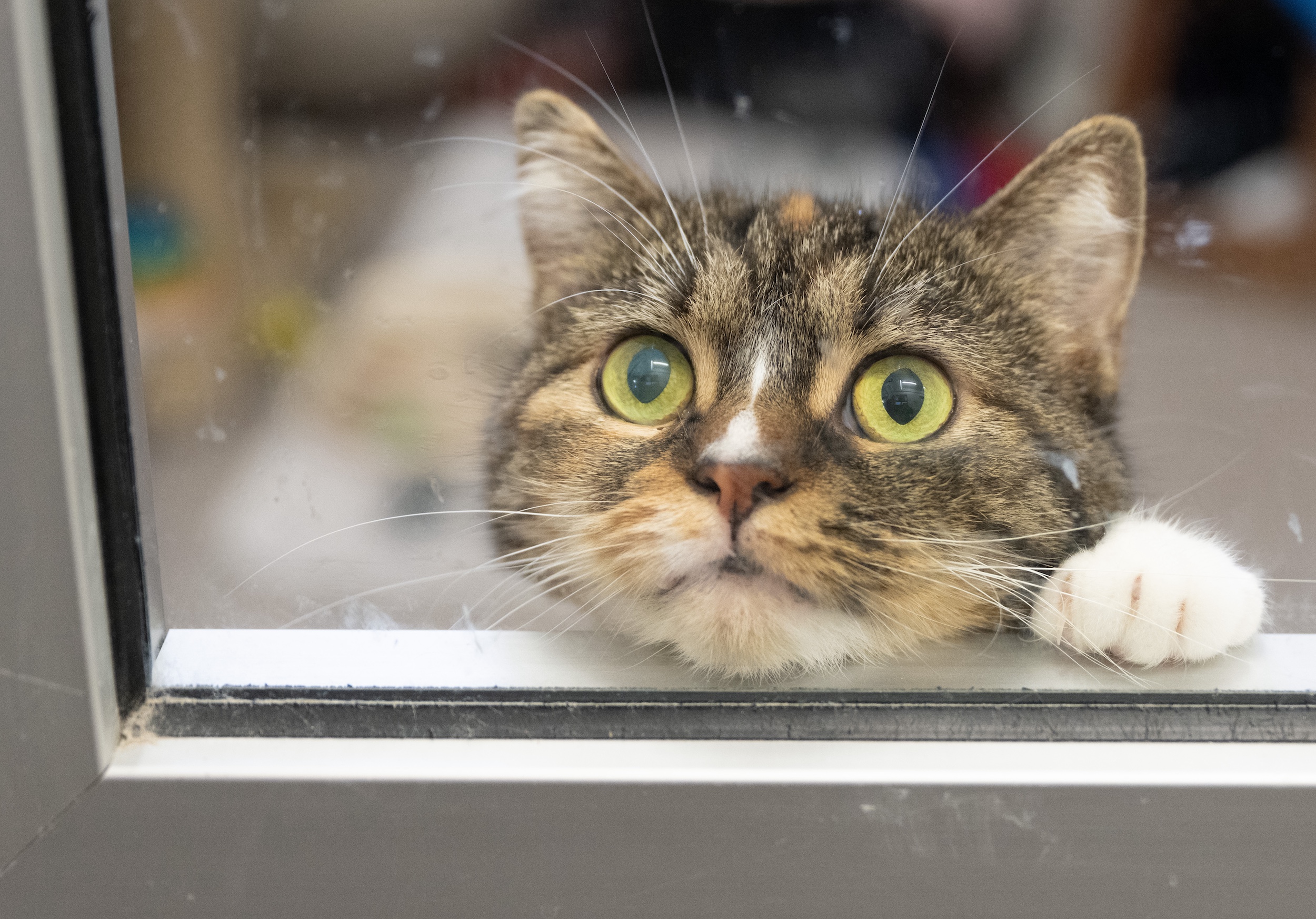 Eine Katze im Tierheim von Frankfurt