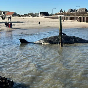 Vor Hörnum auf Sylt treibt ein toter Pottwal im Meer. Muschelfischer sichern das rund 16 Meter lange Tier.