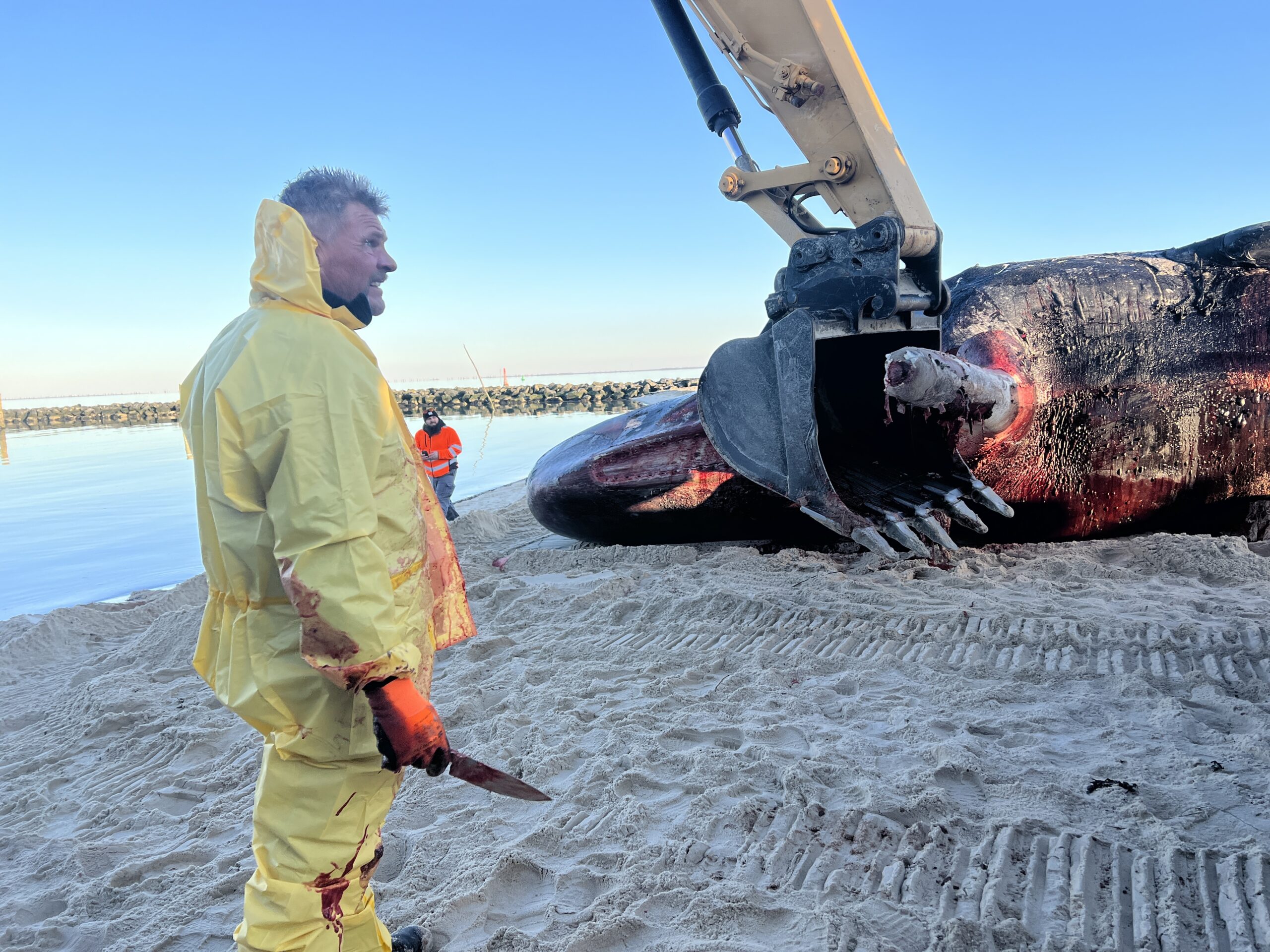 Der tote Pottwal, der am Strand von Sylt angespült worden war, wurde am Montag geborgen.