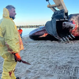 Der tote Pottwal, der am Strand von Sylt angespült worden war, wurde am Montag geborgen.