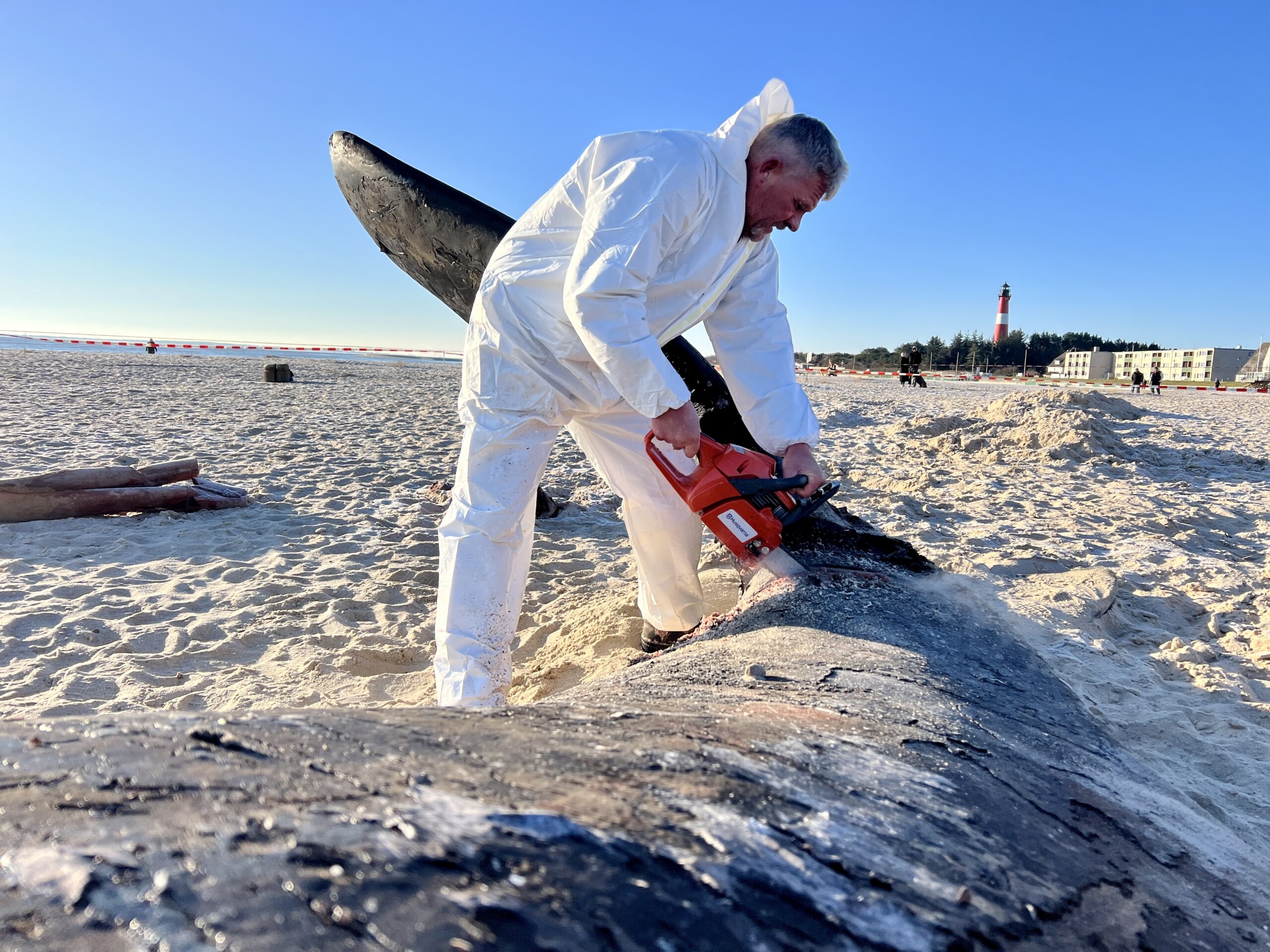 Timo Arp, Schlachter aus Jagel, zerlegt mit einer Motorsäge den Pottwal-Kadaver am Strand.