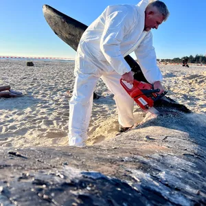 Timo Arp, Schlachter aus Jagel, zerlegt mit einer Motorsäge den Pottwal-Kadaver am Strand.