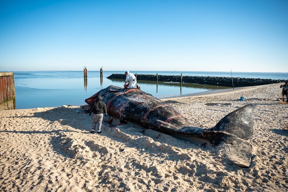 Der 14 Meter lange Wal-Kadaver liegt am Strand.