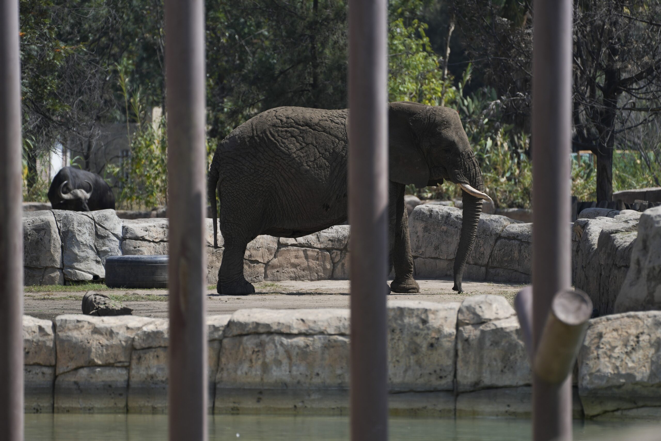 Elefant Ely im Zoo San Juan de Aragon