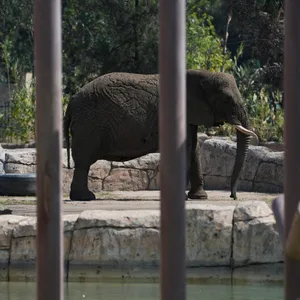 Elefant Ely im Zoo San Juan de Aragon