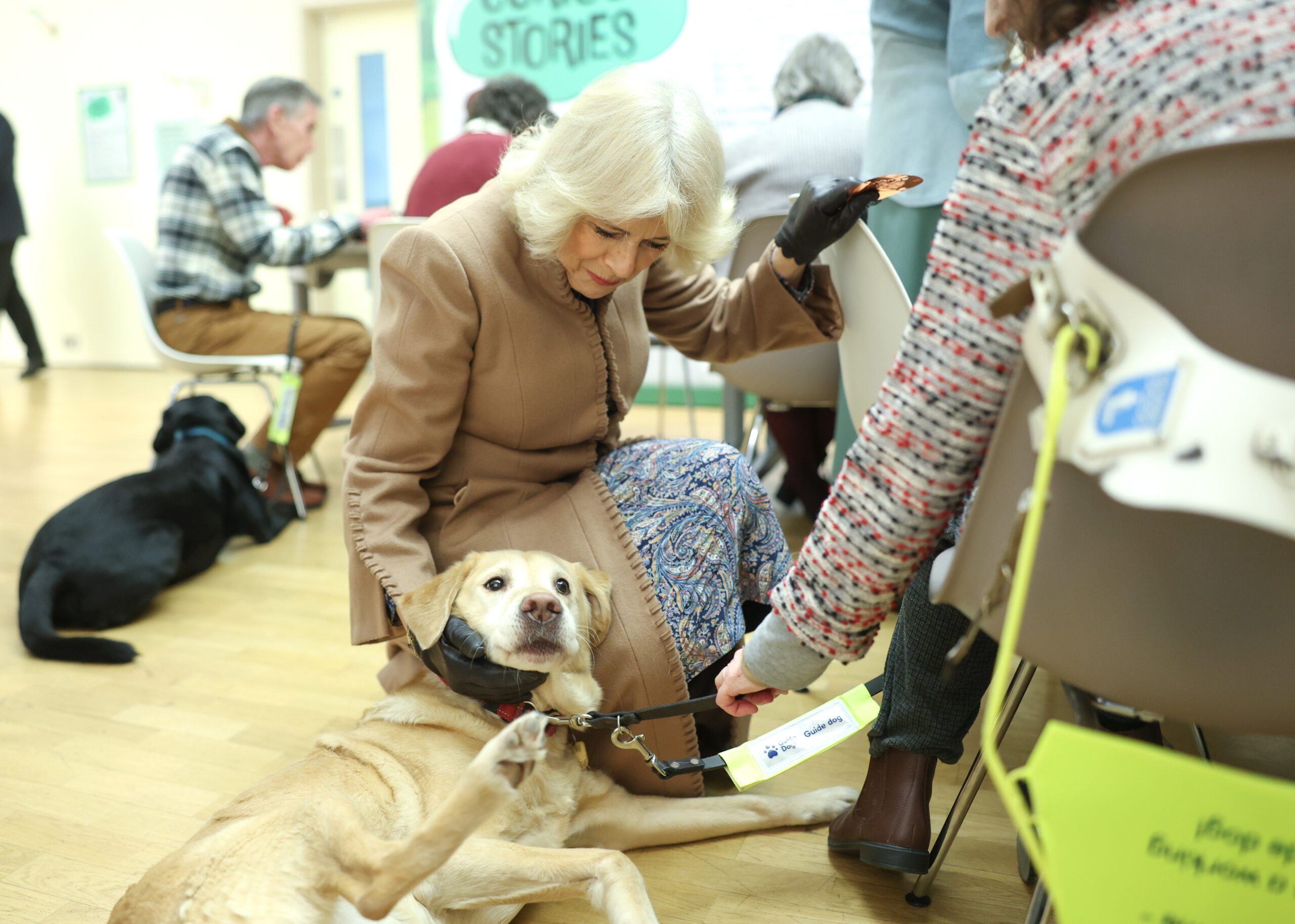 Die britische Königin Camilla bei einem Besuch im Beaney House of Art and Knowledge. Sie streichelt einen Blindenhund