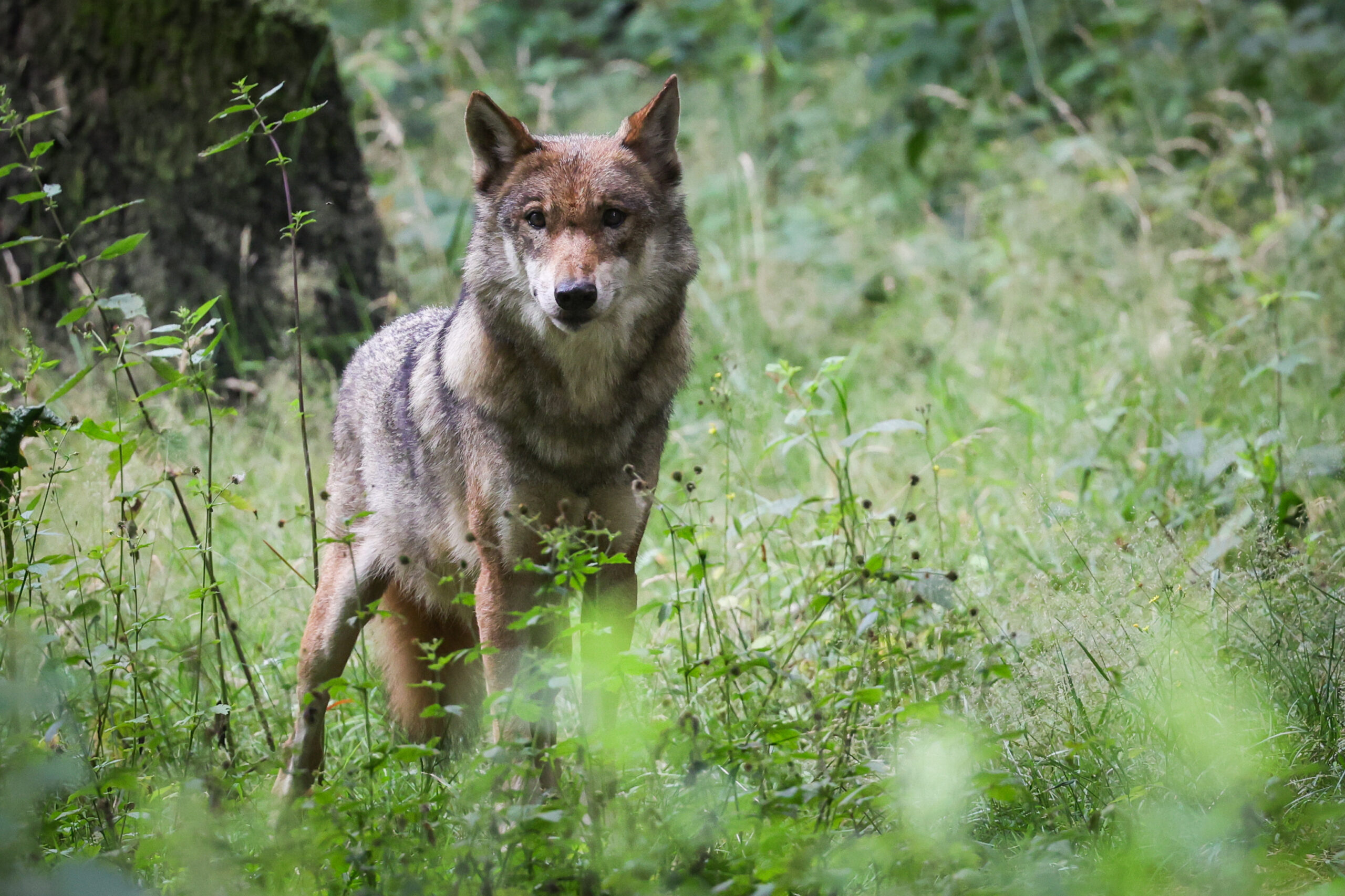 Wolf Eekholt