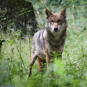 Wolf Eekholt