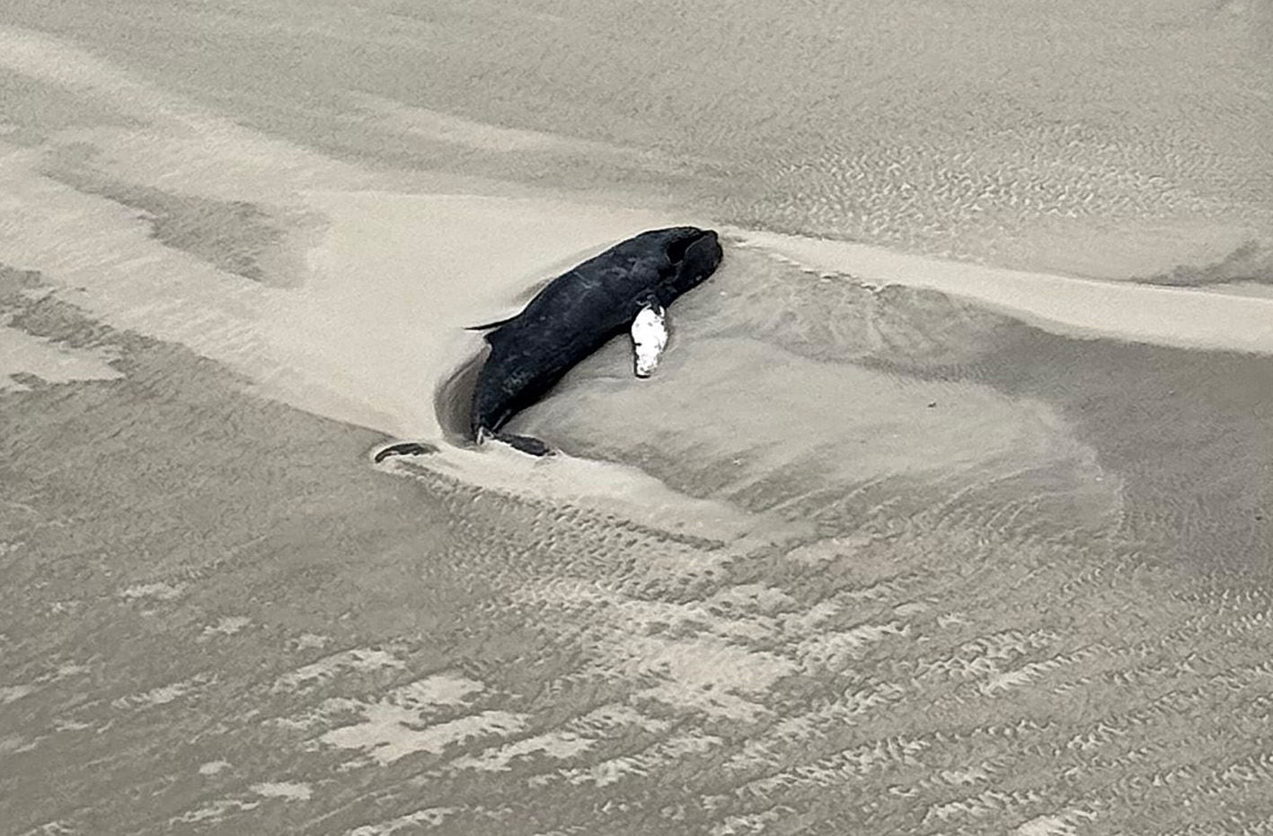 Der gestrandete Buckelwal auf der unbewohnten Nordseeinsel Minsener Oog südöstlich von Wangerooge.