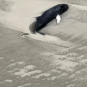 Der gestrandete Buckelwal auf der unbewohnten Nordseeinsel Minsener Oog südöstlich von Wangerooge.