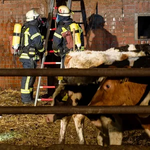 Feuerwehrleute beim Brand in einem Rinderstall in Bleckede bei Lüneburg.