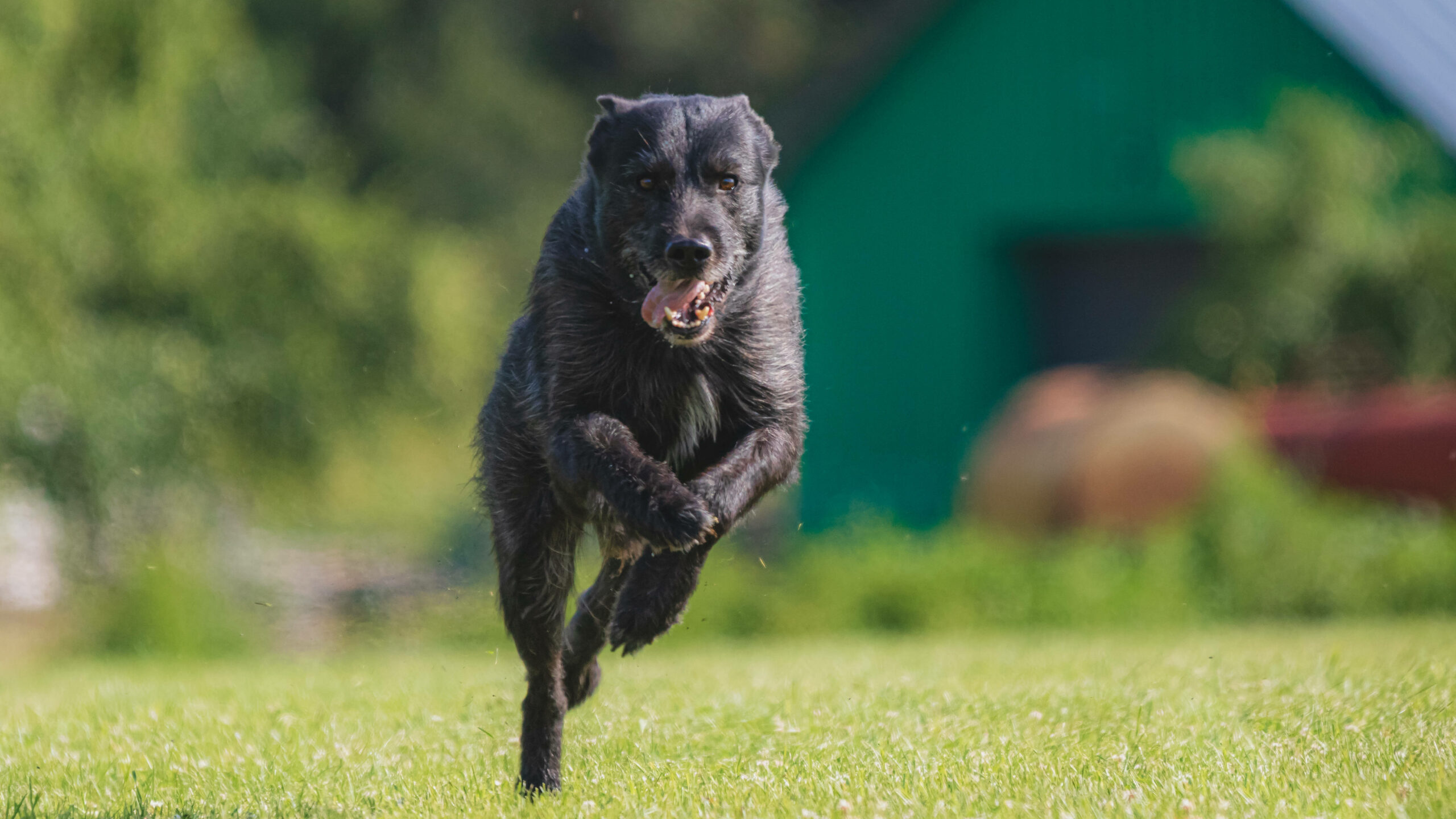 Ein schwarzer Hund hat in Hamburg ein einjähriges Kind angegriffen. (Symbolbild)