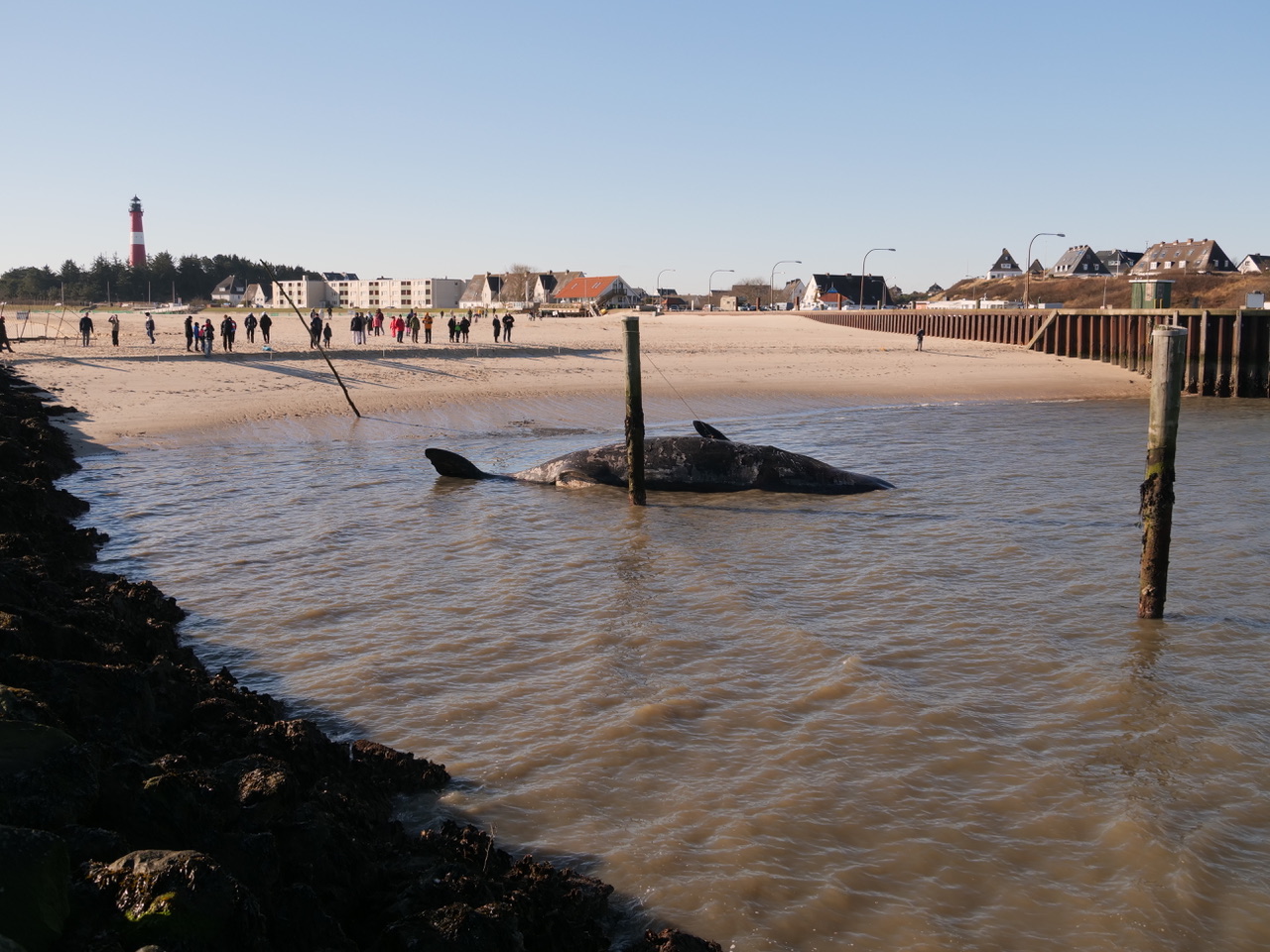 Der Wal-Kadaver treibt in flachem Wasser vor dem Strand von Hörnum.