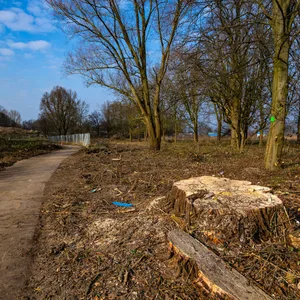 Baumfällungen für das Wilhelmsburger Rathausviertel.