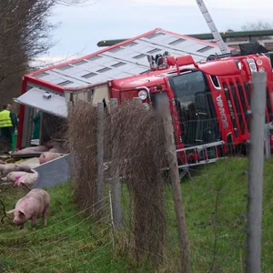 Hamm: Schweine, die aus aus einem umgekippten Tiertransporter entlaufen sind, stehen neben dem verunfallten LKW.
