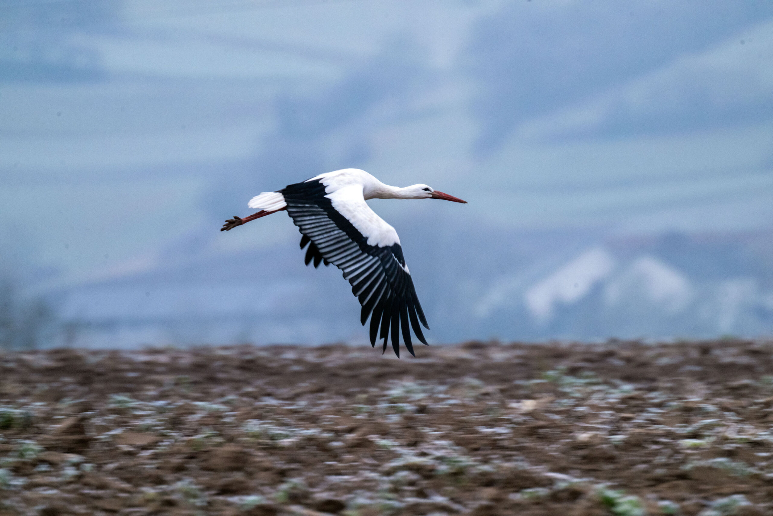 Ein Storch fliegt über ein Feld, auf dem die Spuren von Frost zu sehen sind.