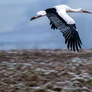 Ein Storch fliegt über ein Feld, auf dem die Spuren von Frost zu sehen sind.