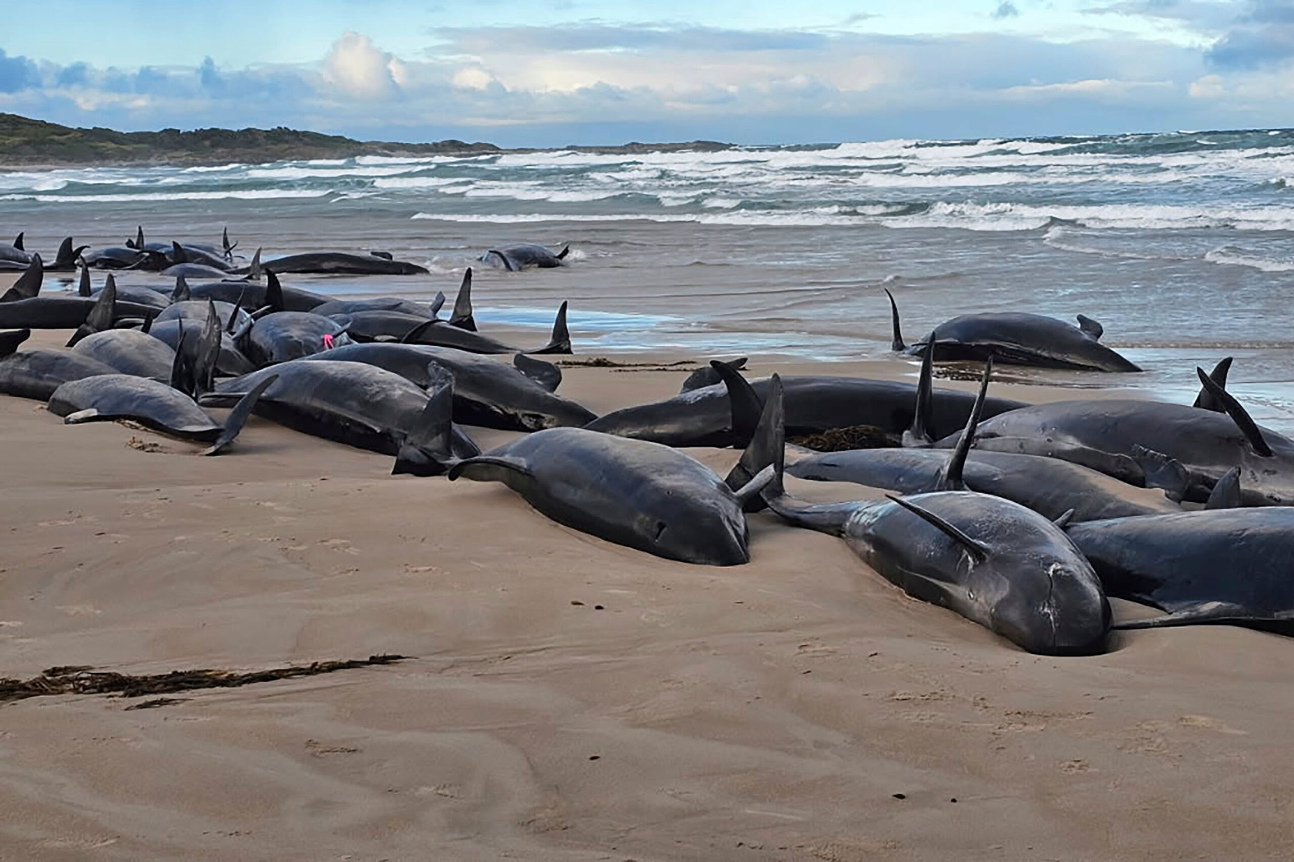 dunkle gestrandete Wale am Strand