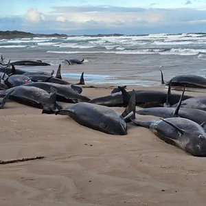 dunkle gestrandete Wale am Strand