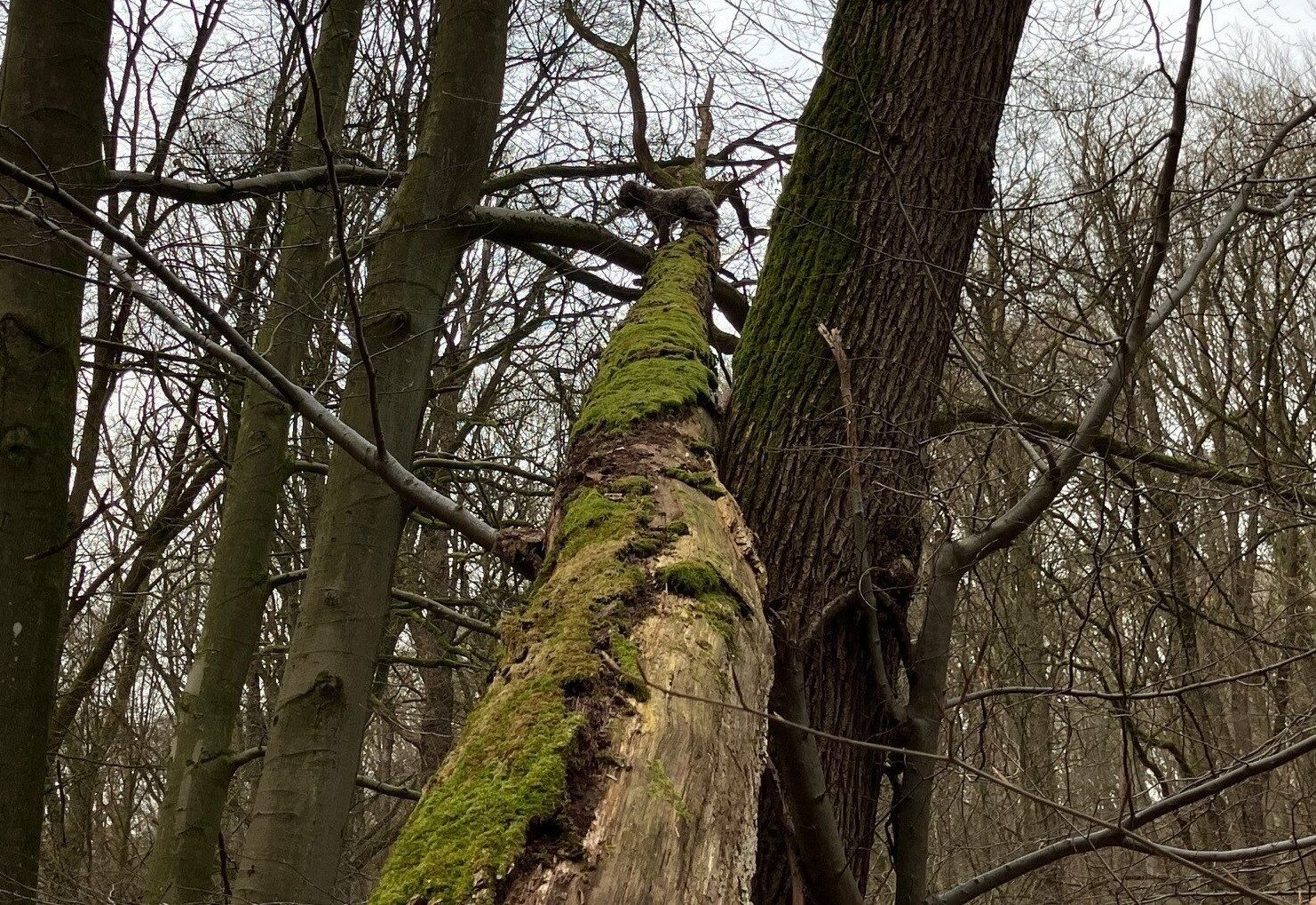 Ein Hund steht auf einem umgestürzten Baum im Wald, der Hund ist acht Meter vom Boden entfernt