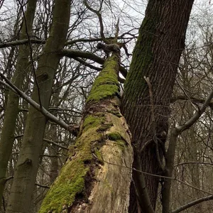 Ein Hund steht auf einem umgestürzten Baum im Wald, der Hund ist acht Meter vom Boden entfernt