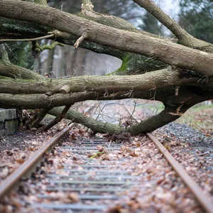 Umgestürzter Baum