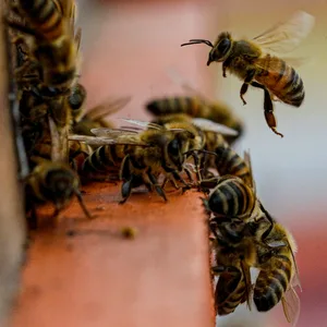 Bienen fliegen in ihren Bienenstock.
