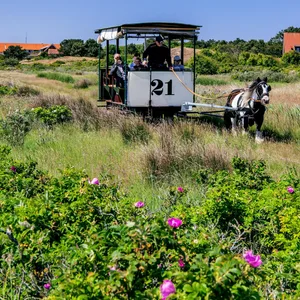 Historische Pferdebahn in den Dünen Spiekeroogs