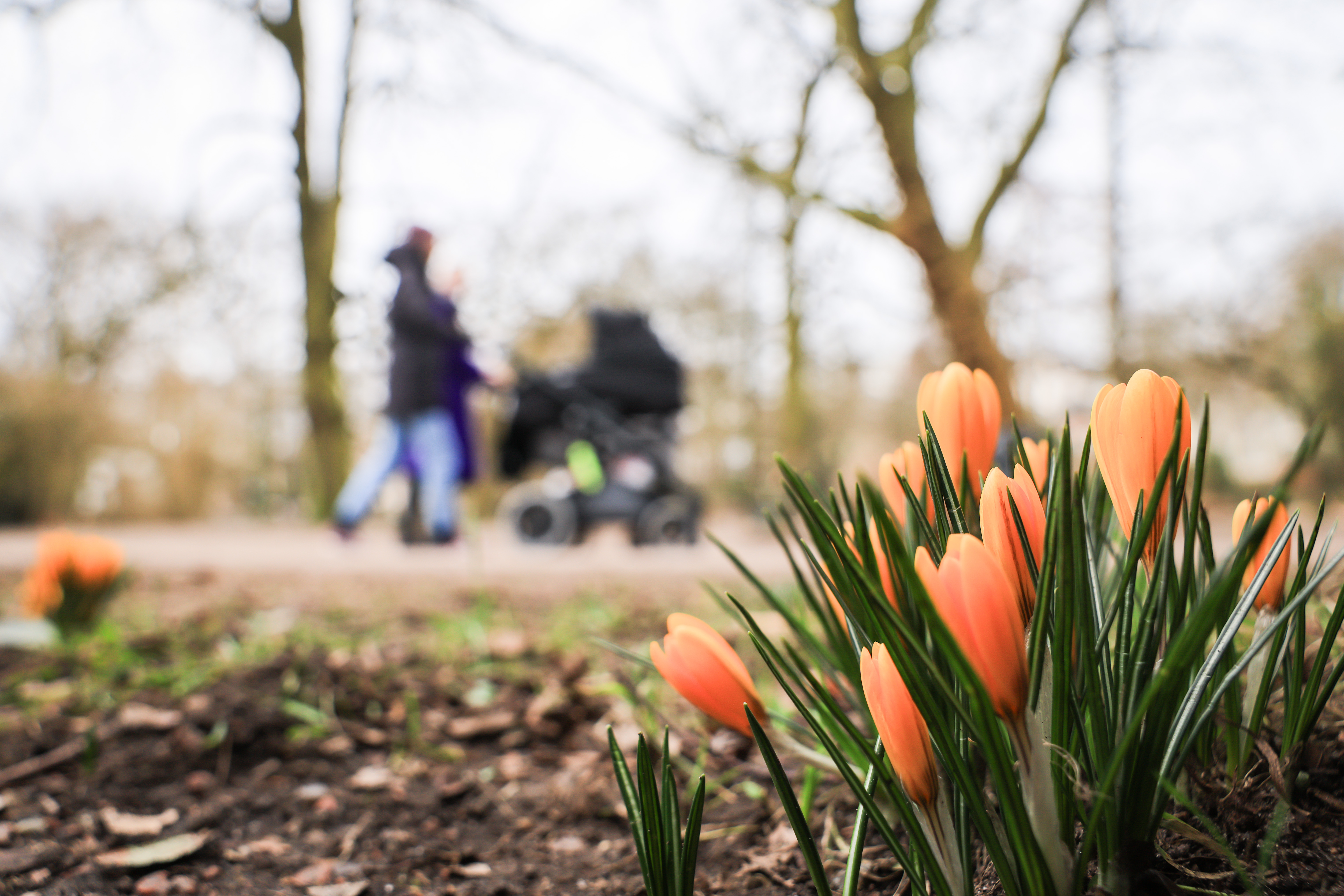 Krokusse blühen in einem kleinen Park in Hamburg auf der Wiese.