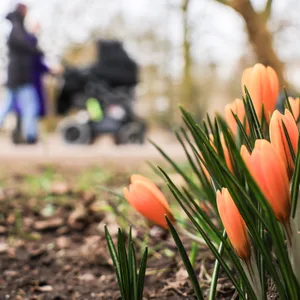 Krokusse blühen in einem kleinen Park in Hamburg auf der Wiese.