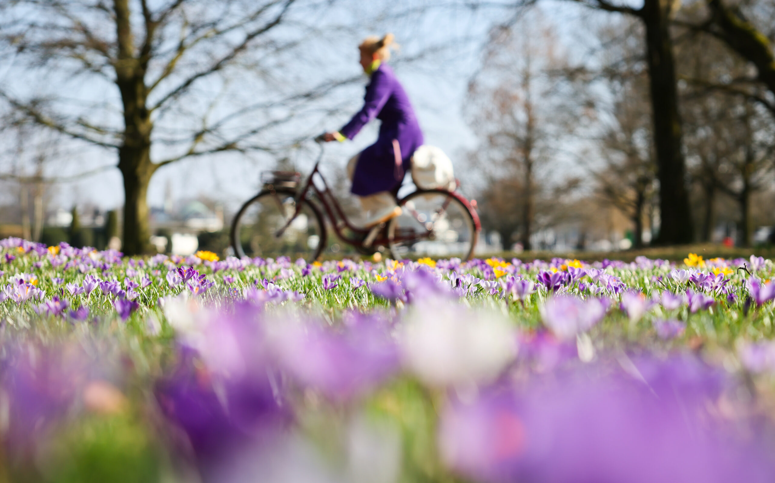 In Hamburg blühen die Krokusse: Am Wochenende erwarten uns milde Temperaturen.