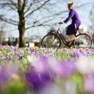 In Hamburg blühen die Krokusse: Am Wochenende erwarten uns milde Temperaturen.