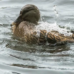 Stockente