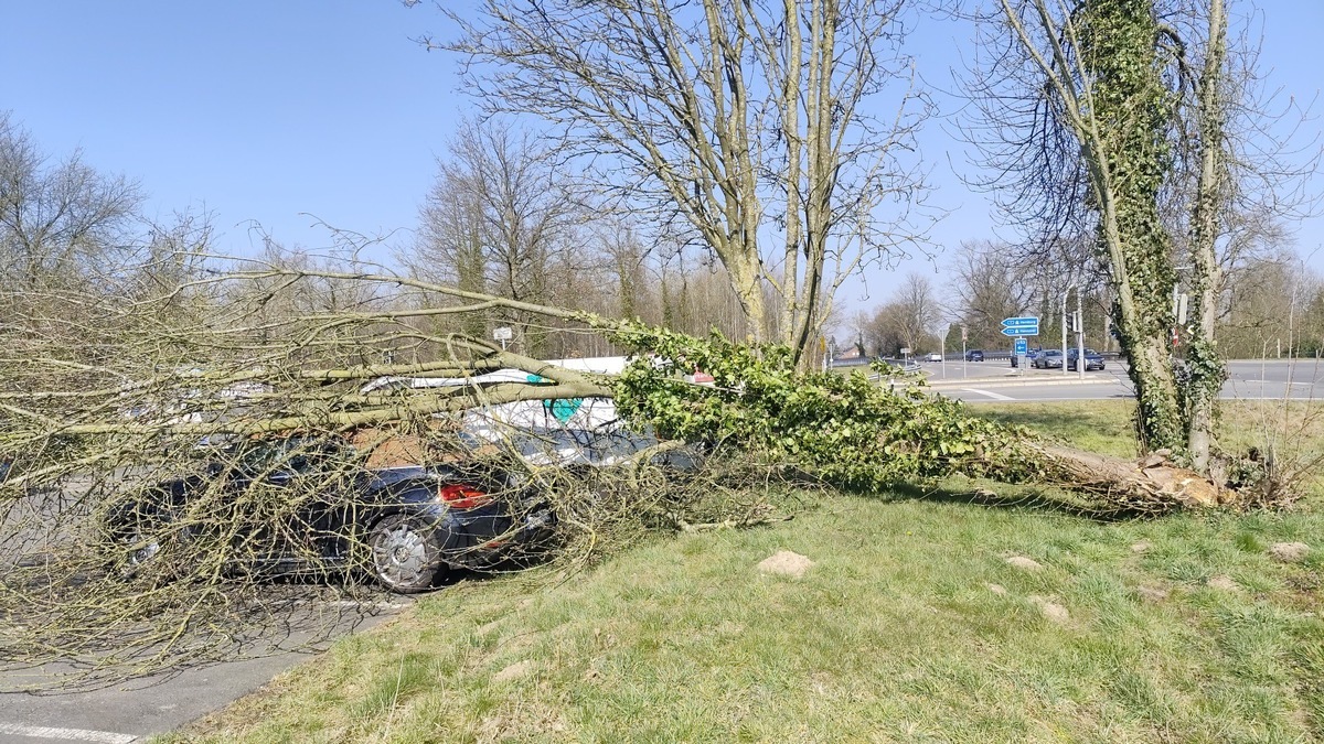 Der Baum stürzte mitten auf das Fahrzeugdach.