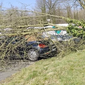 Der Baum stürzte mitten auf das Fahrzeugdach.