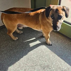 Dieser zutrauliche Hund wurde am Hauptbahnhof entdeckt.