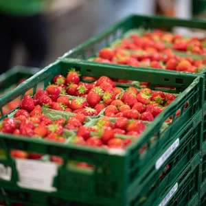 Erdbeeren liegen auf dem Hamburger Großmarkt in Kisten verpackt.