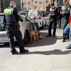 Hund in Auto eingesperrt