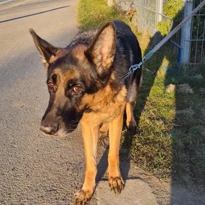Hündin Fe wurde vor dem Tierheim Melle ausgesetzt.