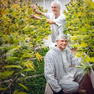 Nils Matthiesen (unten) und Kai Zimmer kontrollieren die blühenden Cannabis-Pflanzen. In der Plantage tragen alle immer Schutzkleidung, damit die Pflanzen nicht mit Haaren etc. verunreinigt werden.
