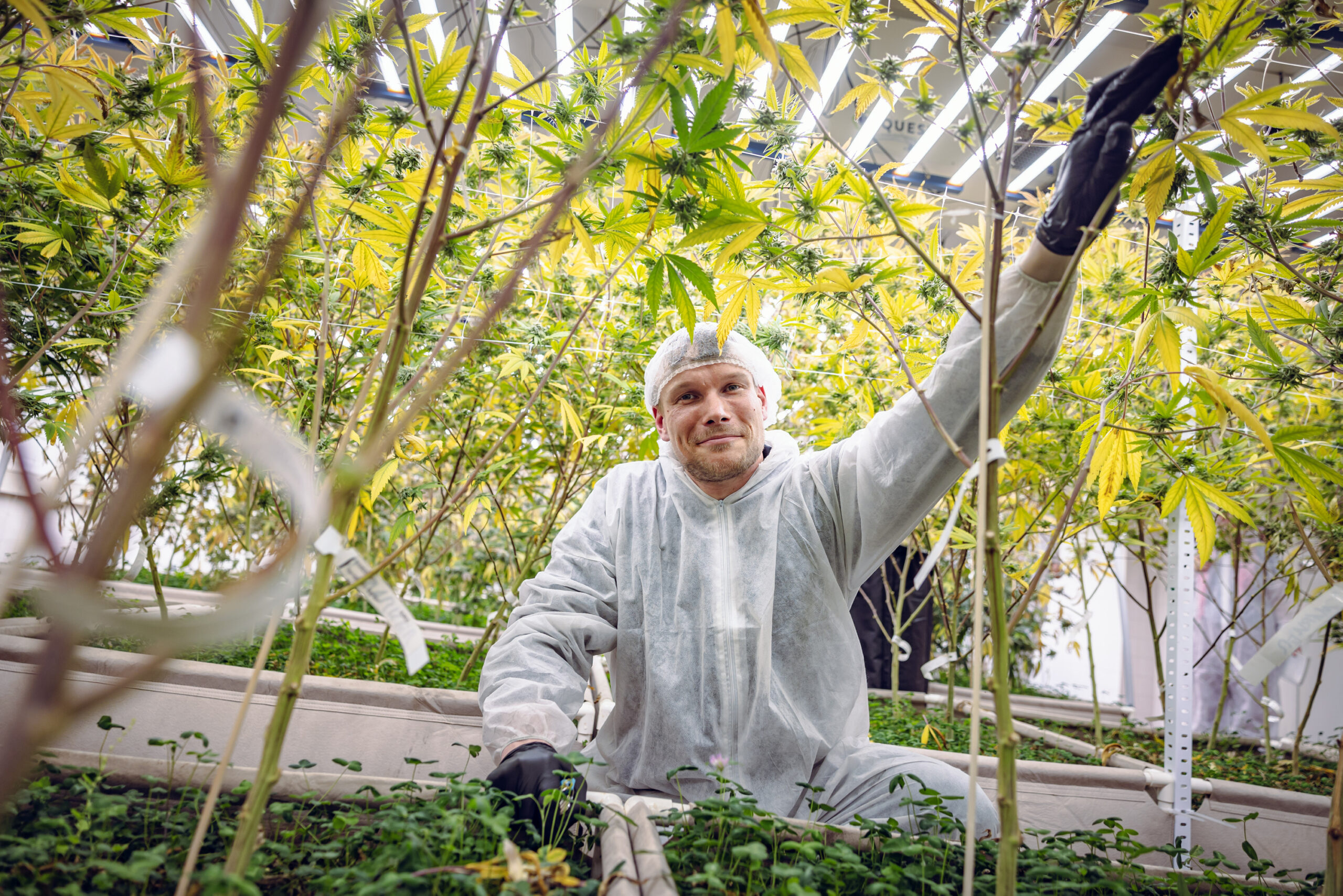 Cannabis Ernte: Nils Matthiesen (32) prüft die Blüte.