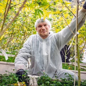 Cannabis Ernte: Nils Matthiesen (32) prüft die Blüte.