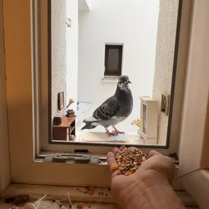 Taube mit Echtholz­parkett: Oßkar hat in der Fensternische ein Zimmer eingerichtet bekommen.