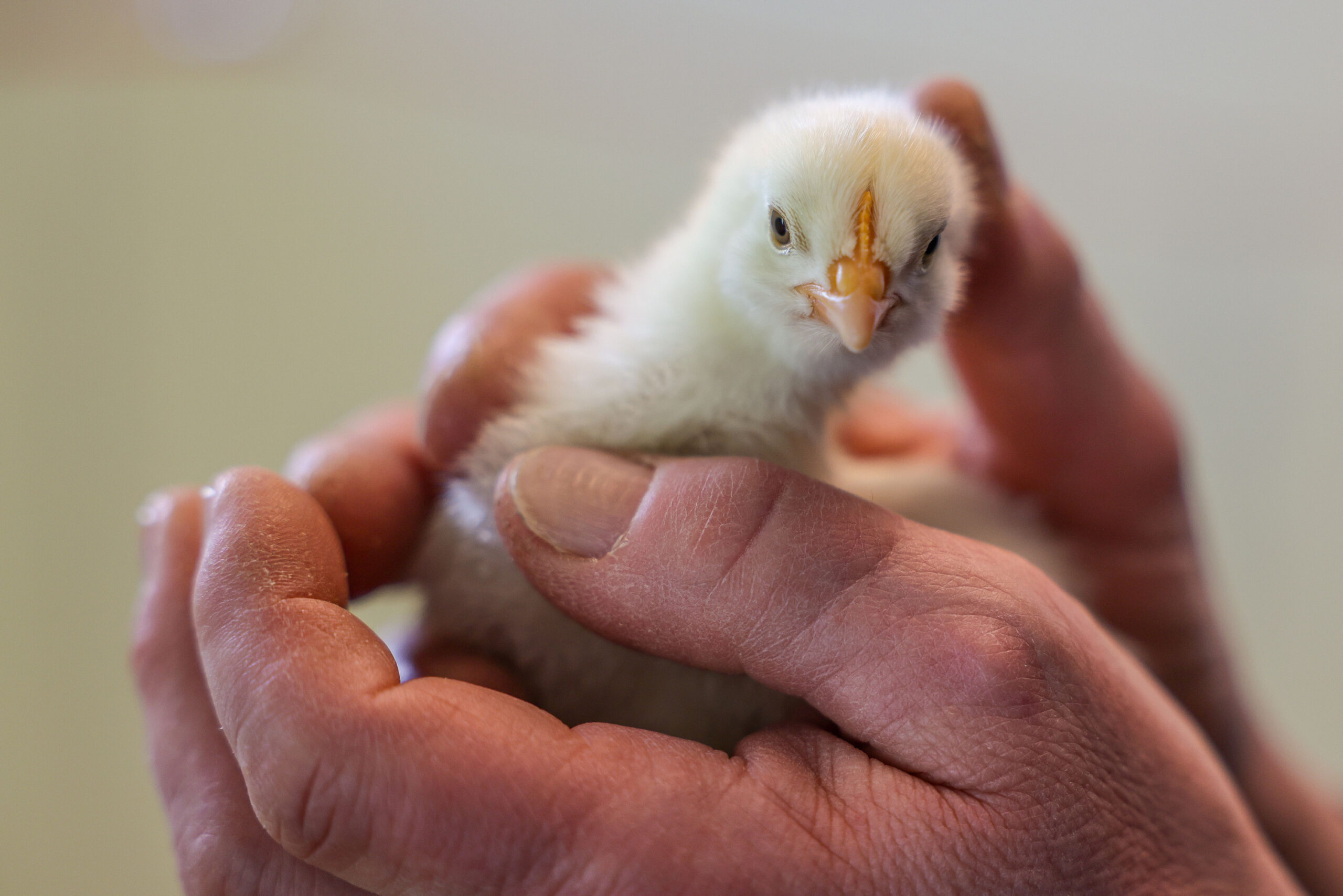 Michael Sperlich, Geschäftsführer Erster Freier Tierschutzverein Leipzig und Umgebung e.V., hält eines der ausgesetzten Küken im Tierheim Leipzig in den Händen.