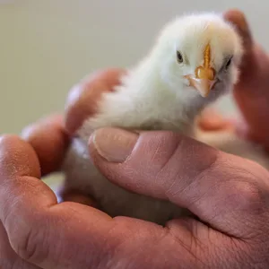 Michael Sperlich, Geschäftsführer Erster Freier Tierschutzverein Leipzig und Umgebung e.V., hält eines der ausgesetzten Küken im Tierheim Leipzig in den Händen.