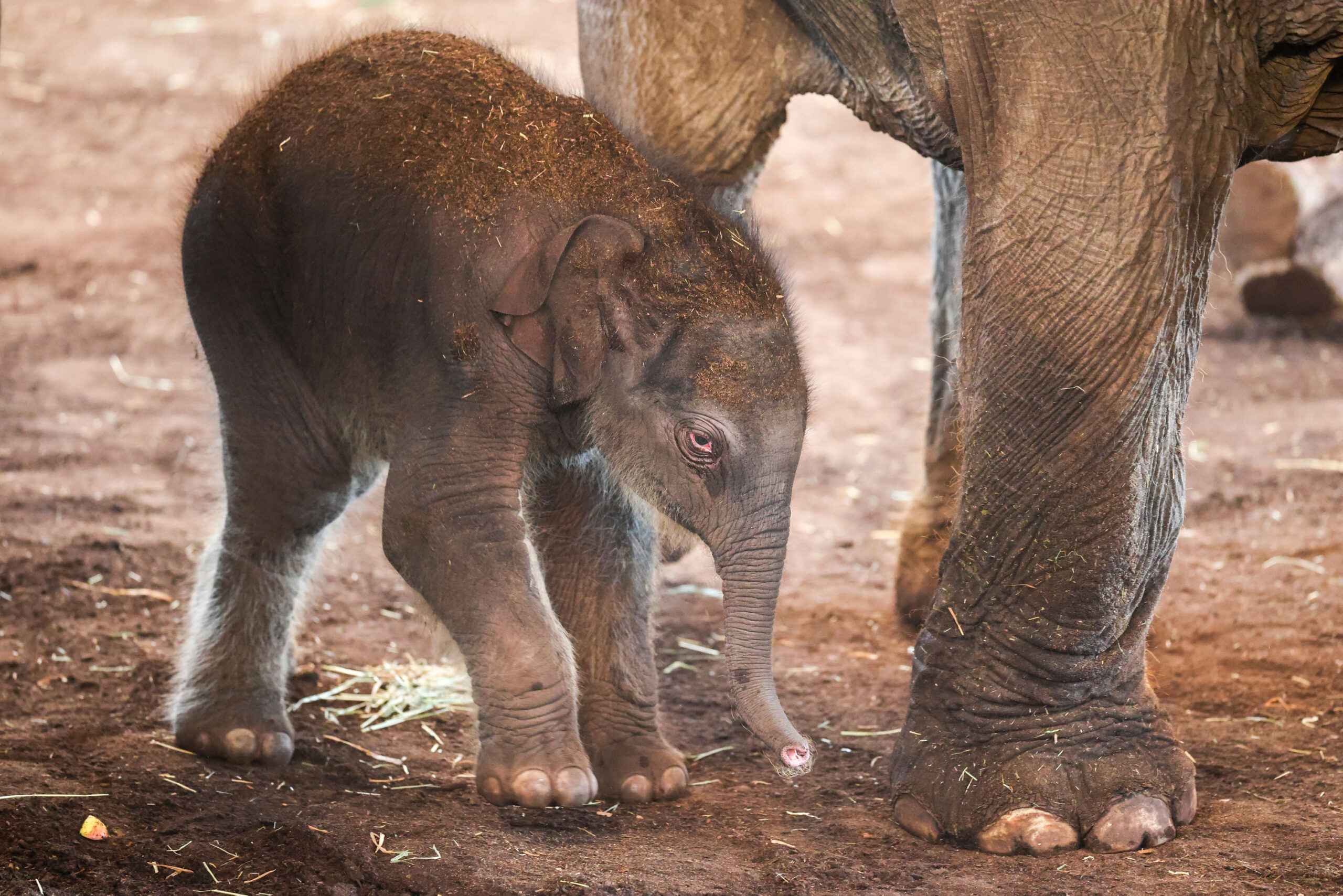 Der kleine Elefantenbulle im Kölner Zoo