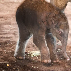 Der kleine Elefantenbulle im Kölner Zoo