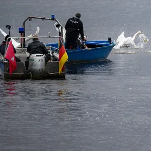 Schwanenvater Olaf Nieß und seine Mitarbeiter begleiten mit Booten die Alsterschwäne auf der Außenalster zu ihren angestammten Brutgebieten.