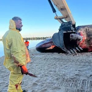Ein 16 Meter langer toter Pottwal liegt auf dem Sandstrand vor Hörnum auf Sylt.